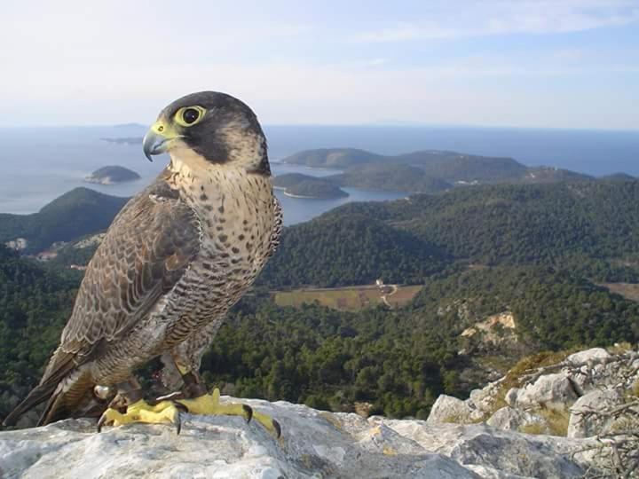 Dragovoda Bay Uble Bagian luar foto