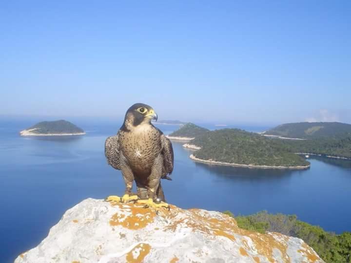Dragovoda Bay Uble Bagian luar foto